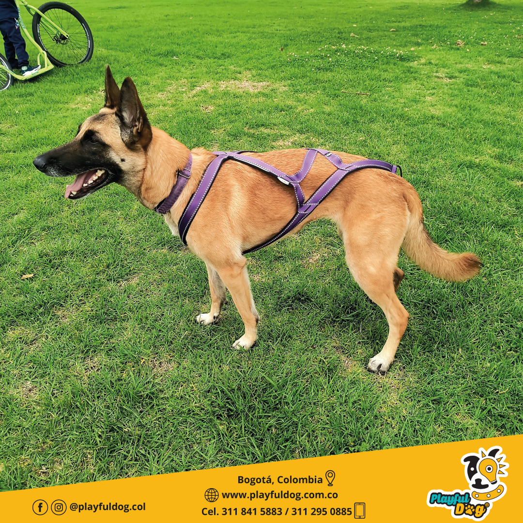 Arnes Para Perro G1 Canicross