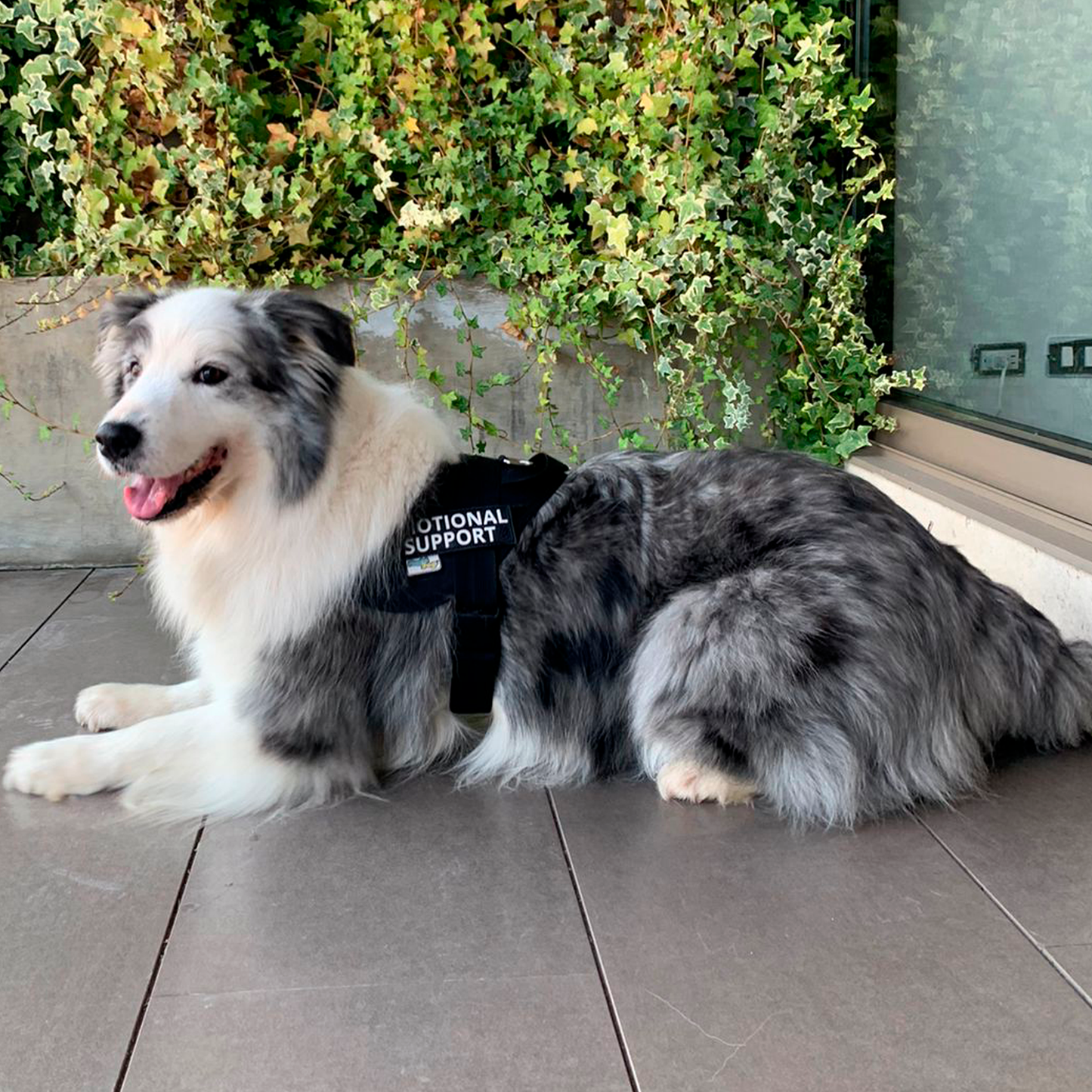 Arnés Para Perro Emotional Support - M