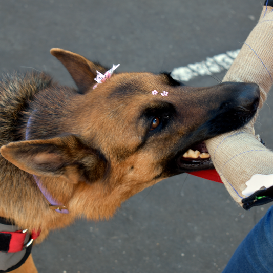 Mordedor Para Perro En Yute G