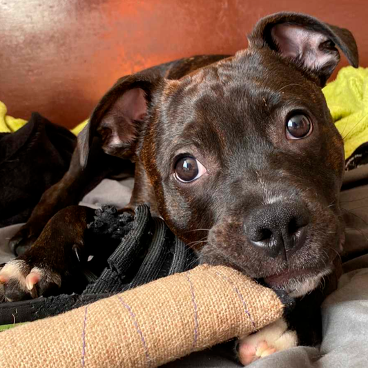 Mordedor Para Perro En Yute P