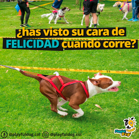 Arnes Para Perro G1 Canicross