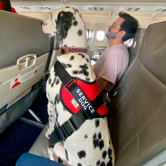 Arnés Para Perro Service Dog - L