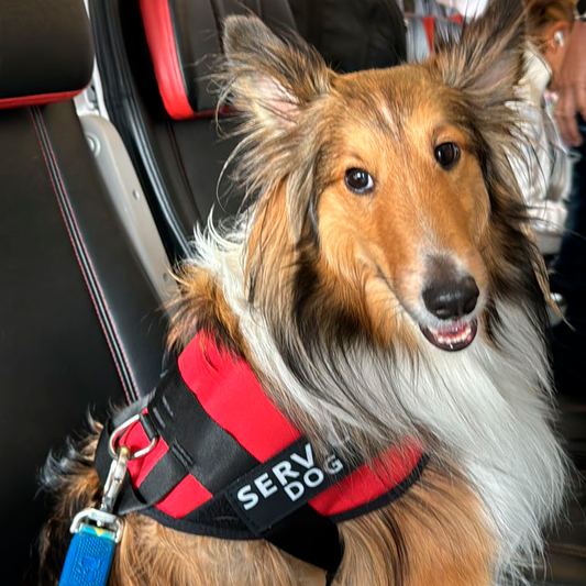 Arnés Para Perro Service Dog - M