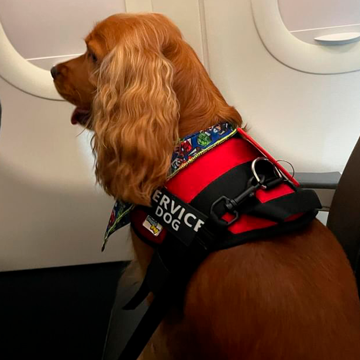 Arnés Para Perro Service Dog - M