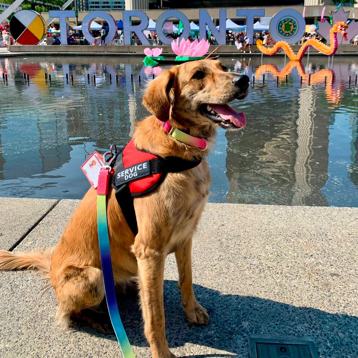 Arnés Para Perro Service Dog - M