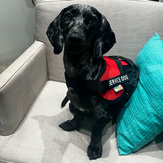 Arnés Para Perros Service Dog - S