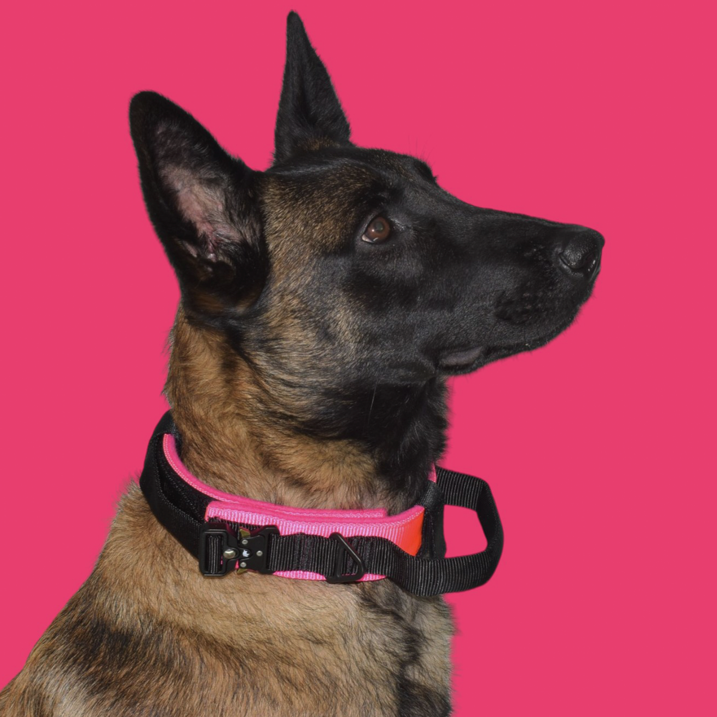 Collar Táctico Militar para Perros