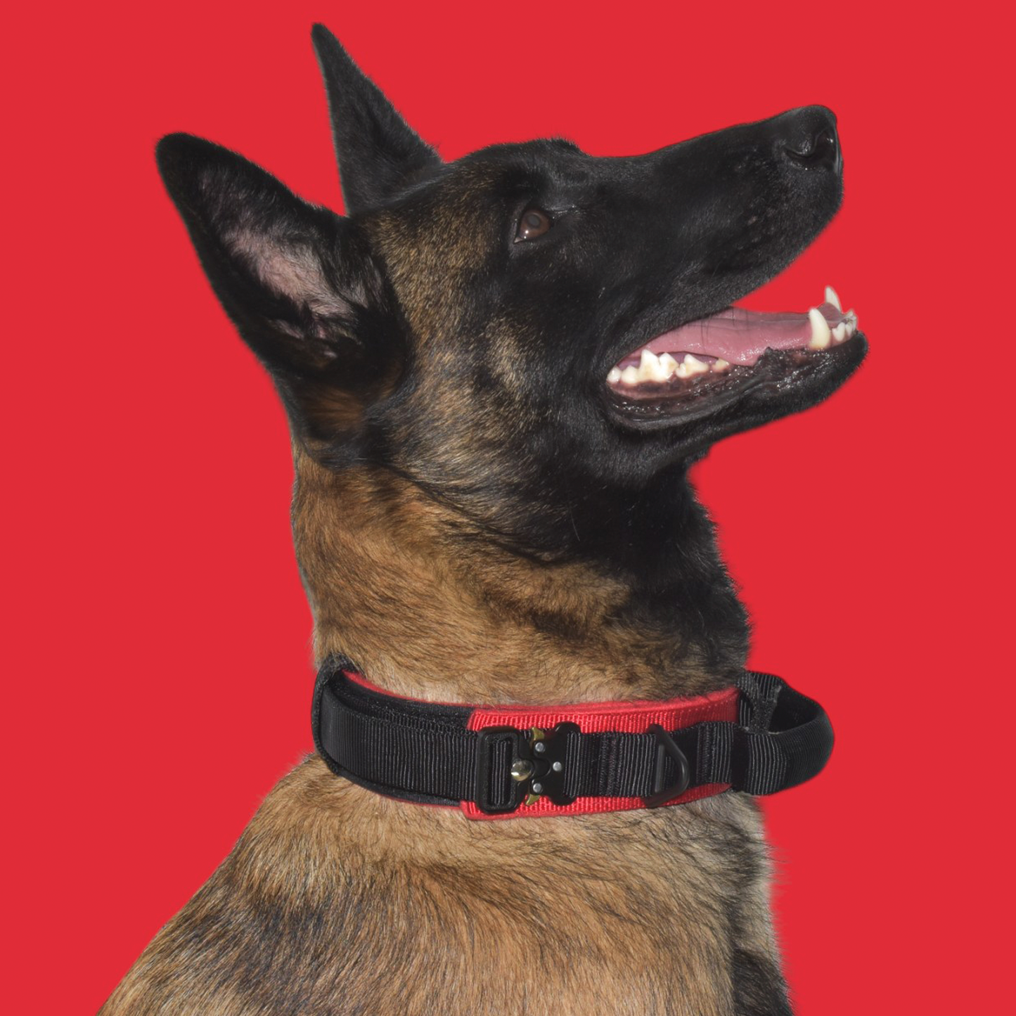 Collar Táctico Militar para Perros