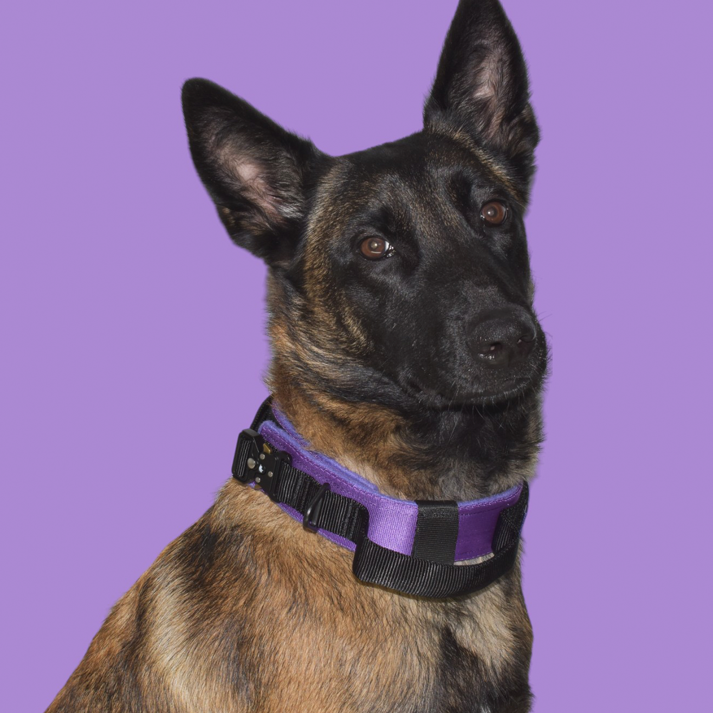 Collar Táctico Militar para Perros