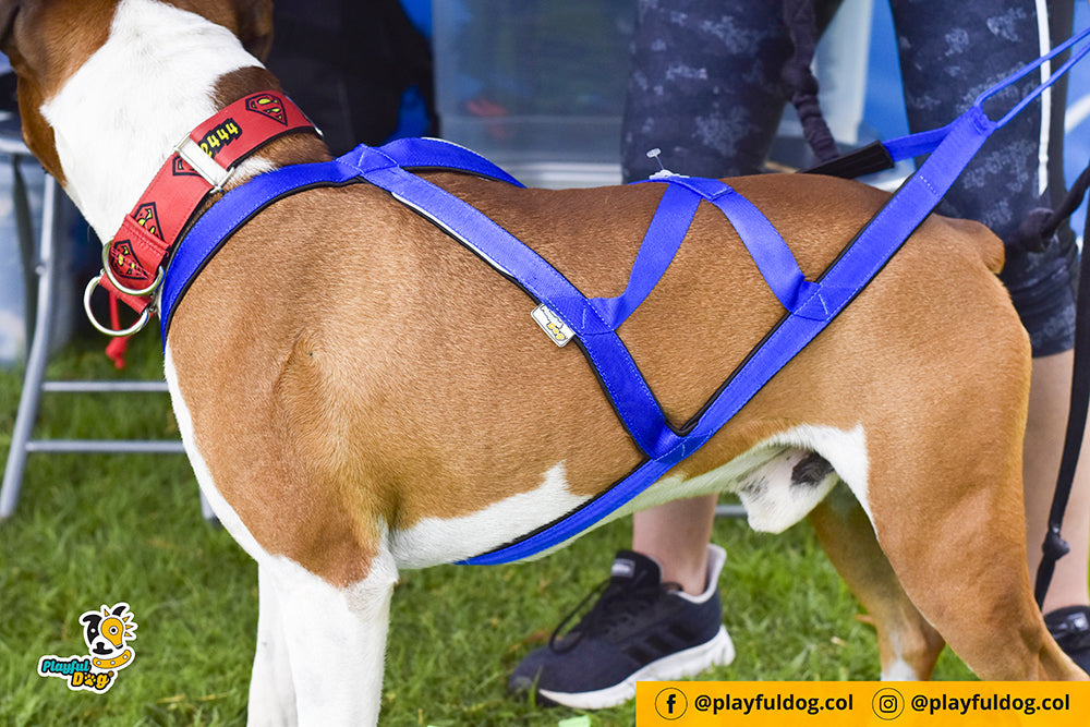 Arnes Para Perro G1 Canicross