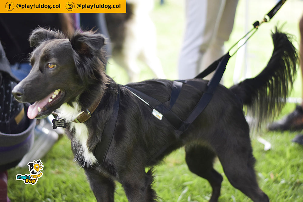 Arnes Para Perro G1 Canicross