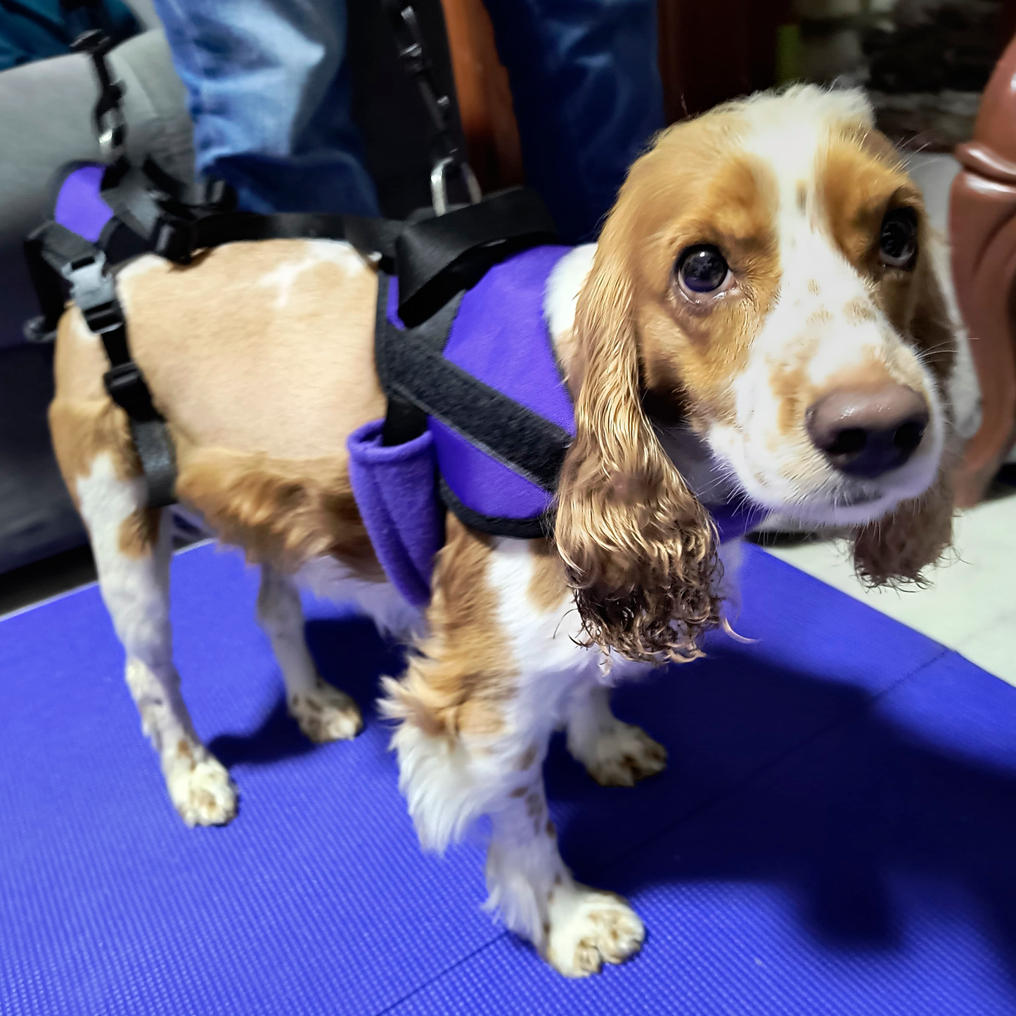 Arnés Para Perro Con Soporte De Cadera