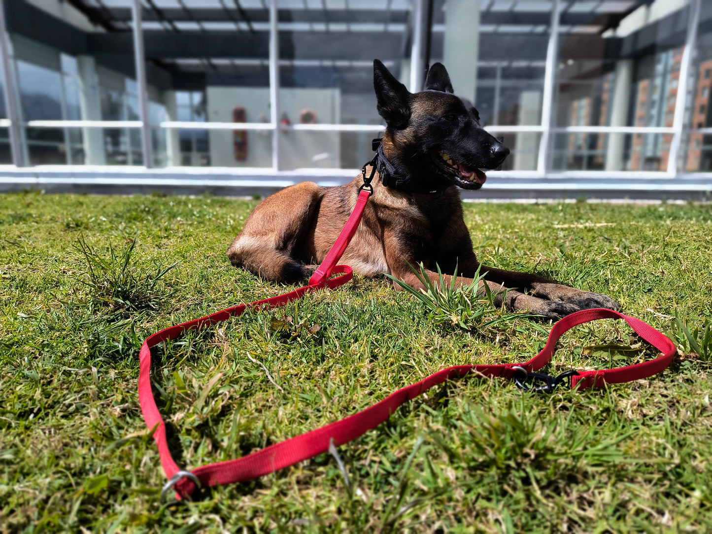 Correa Para Perro Multifuncional