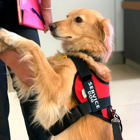 Arnés Para Perro Service Dog - L