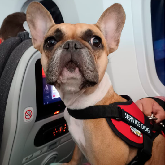Arnés Para Perros Service Dog - S