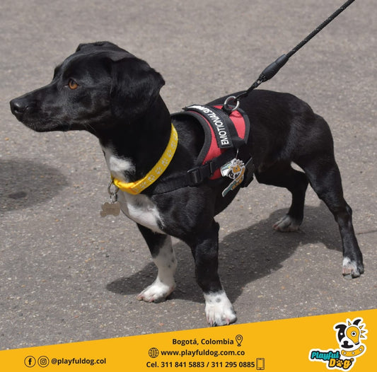 Arnés Para Perro Emotional Support - XS
