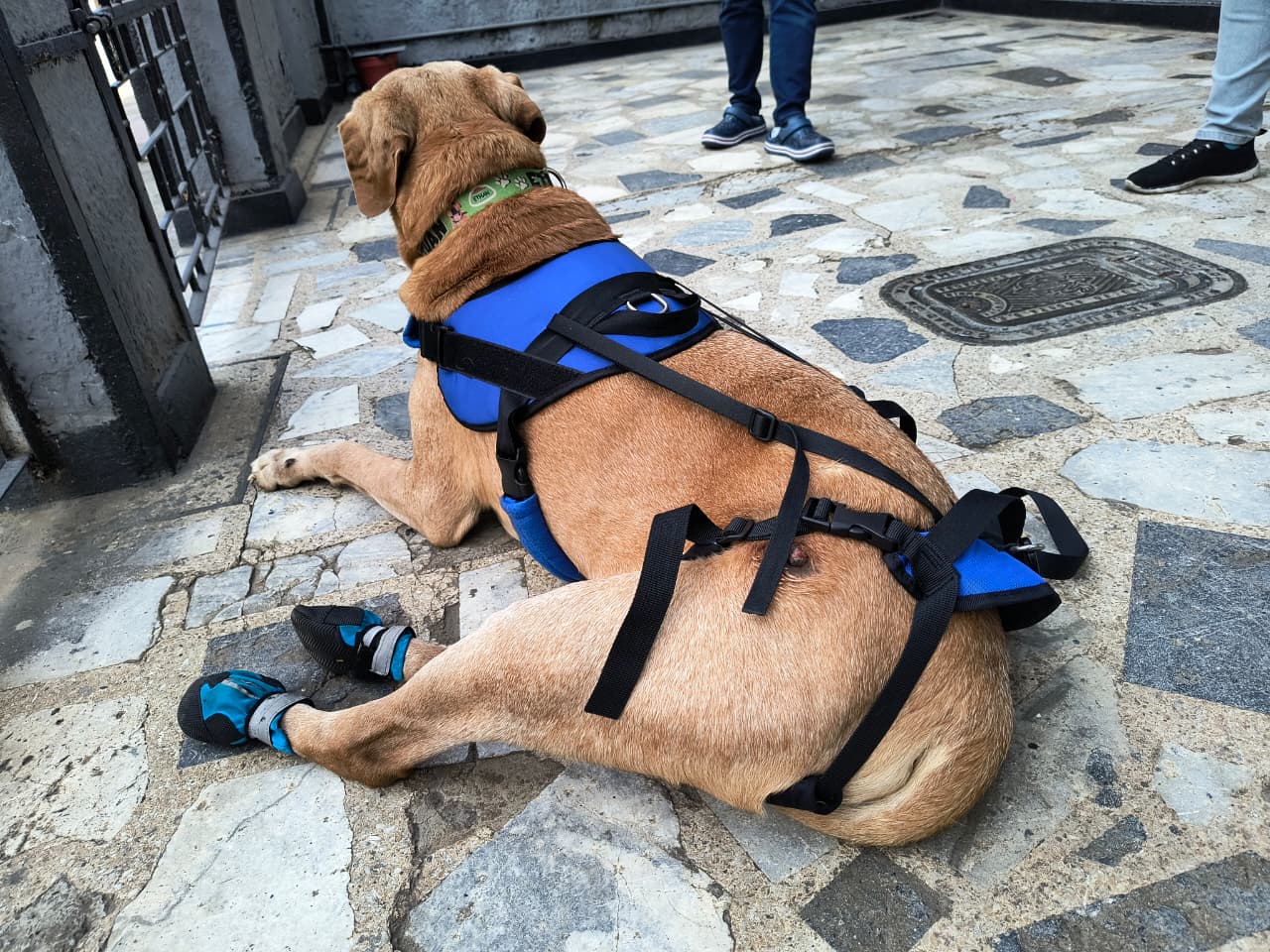 Arnés Para Perro Con Soporte De Cadera