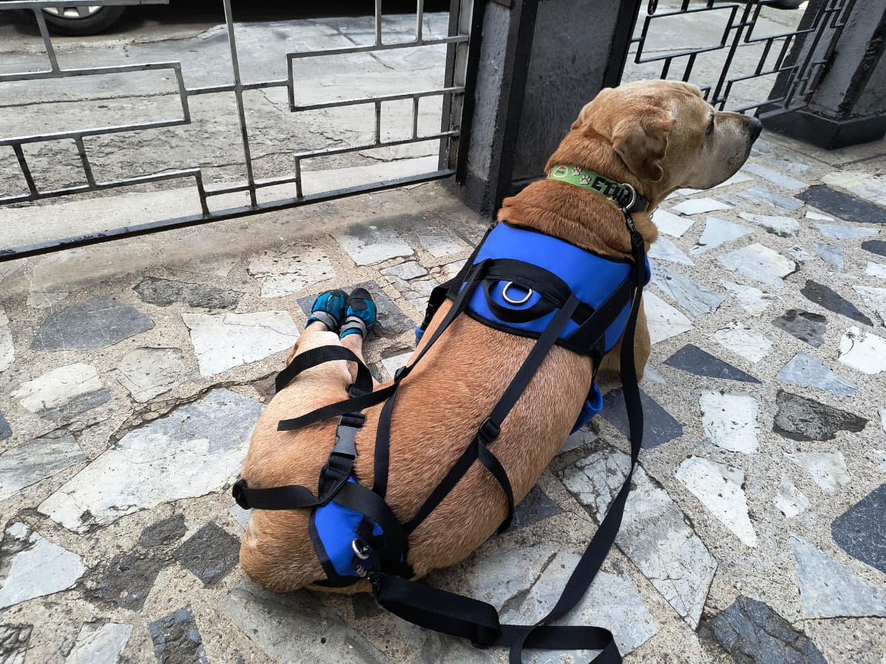 Arnés Para Perro Con Soporte De Cadera