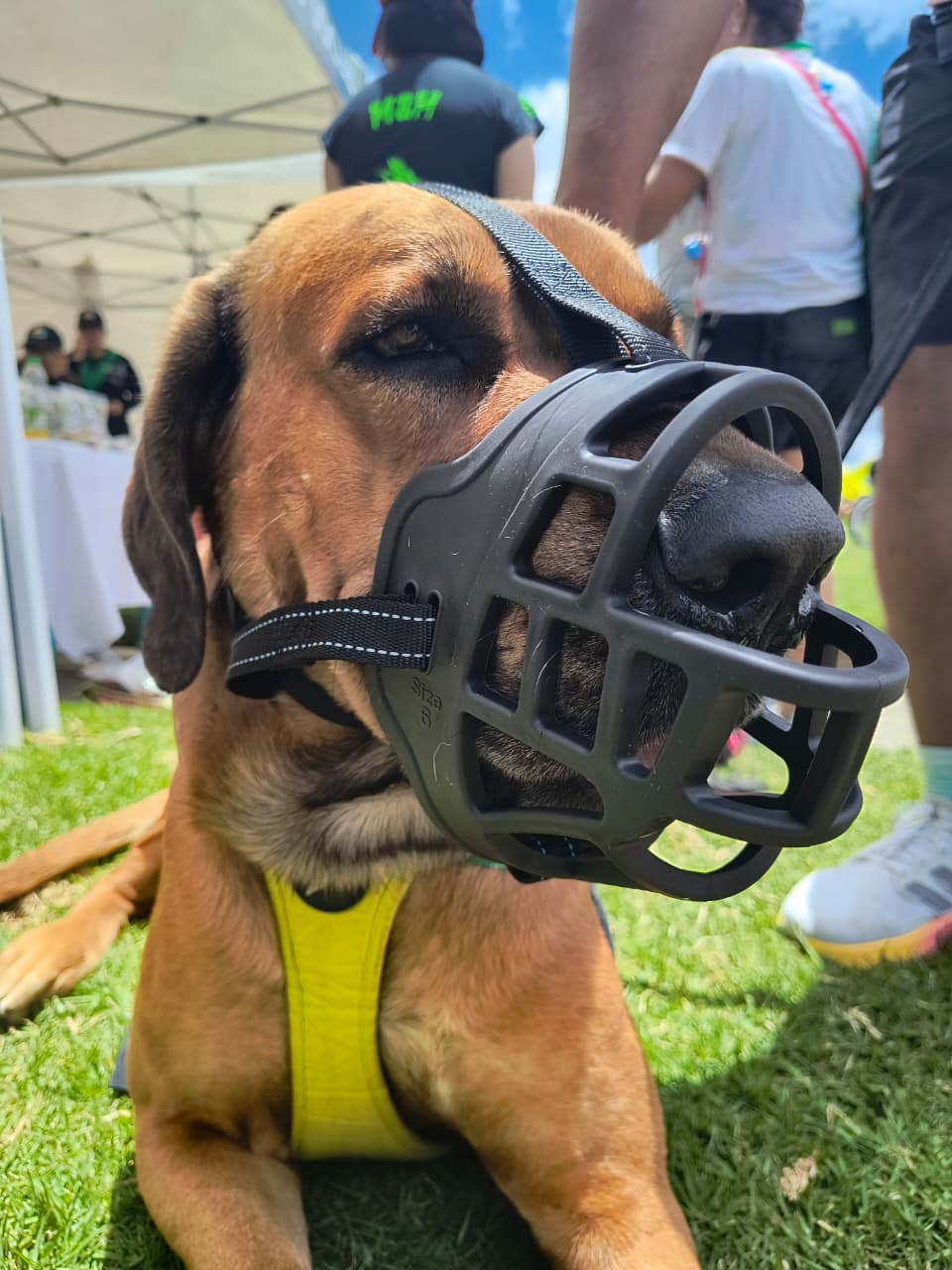 Bozal Para Perro En Caucho