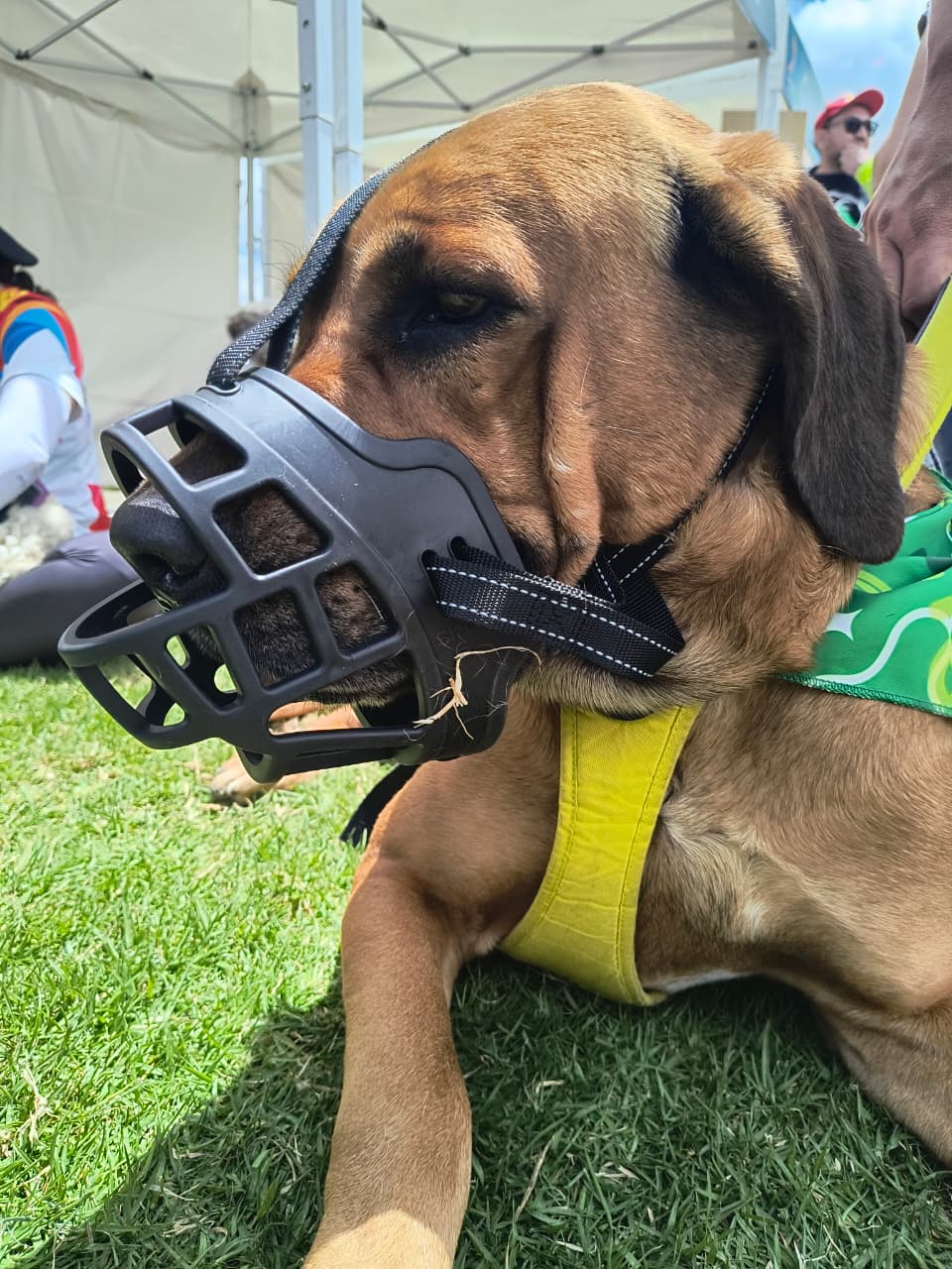 Bozal Para Perro En Caucho
