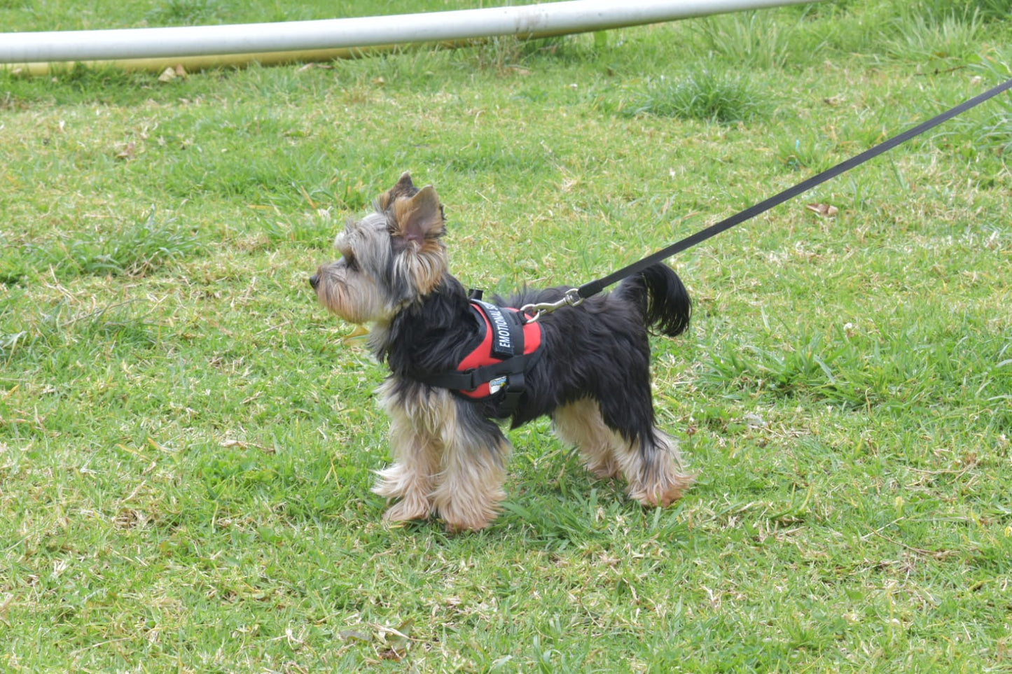Arnés Para Perro o Gato Service Dog - XS