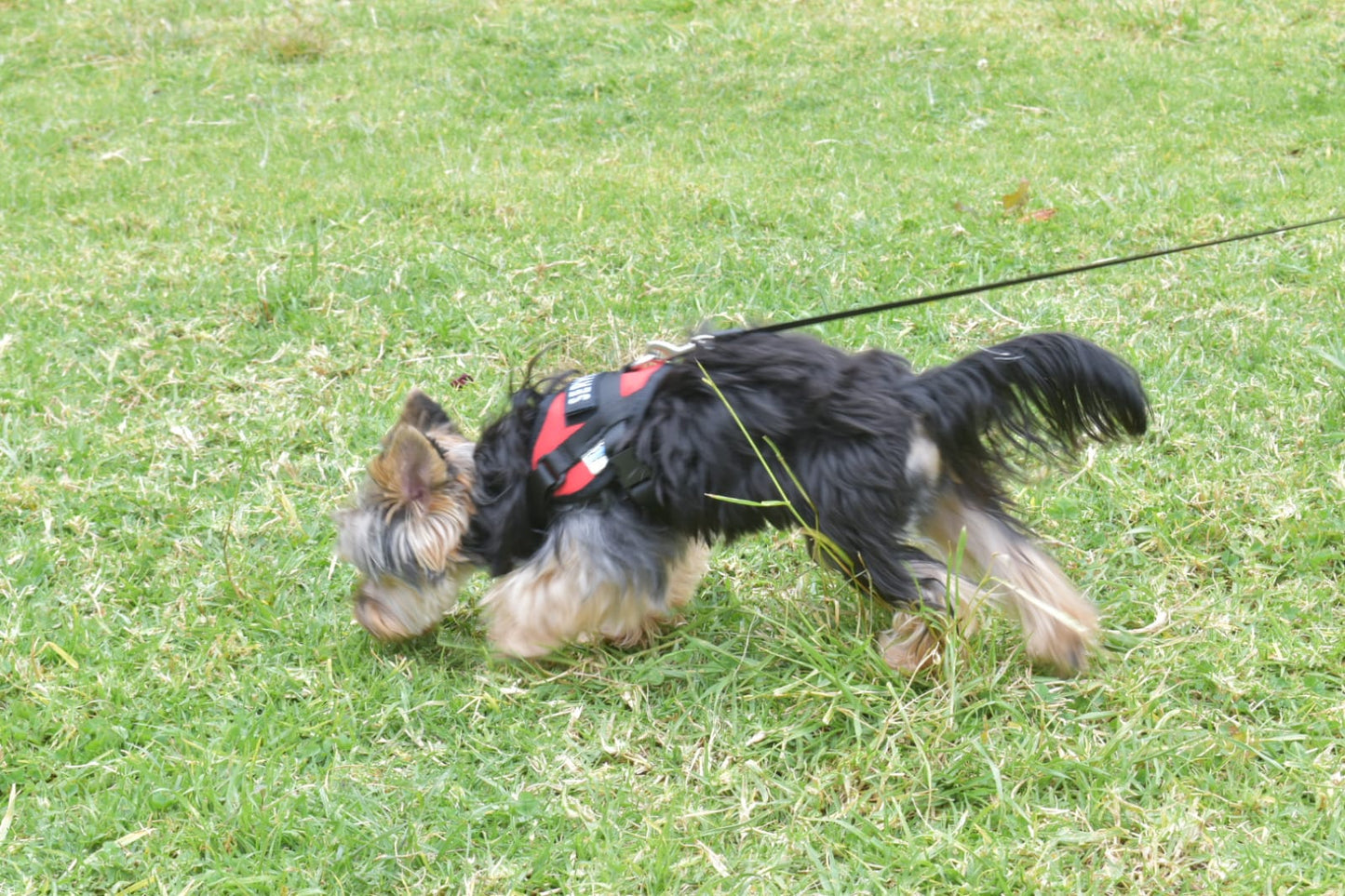 Arnés Para Perro o Gato Service Dog - XS