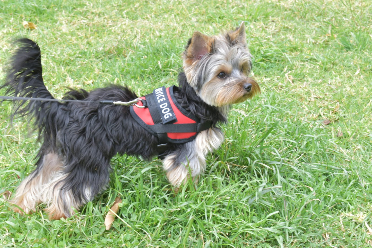 Arnés Para Perro o Gato Service Dog - XS