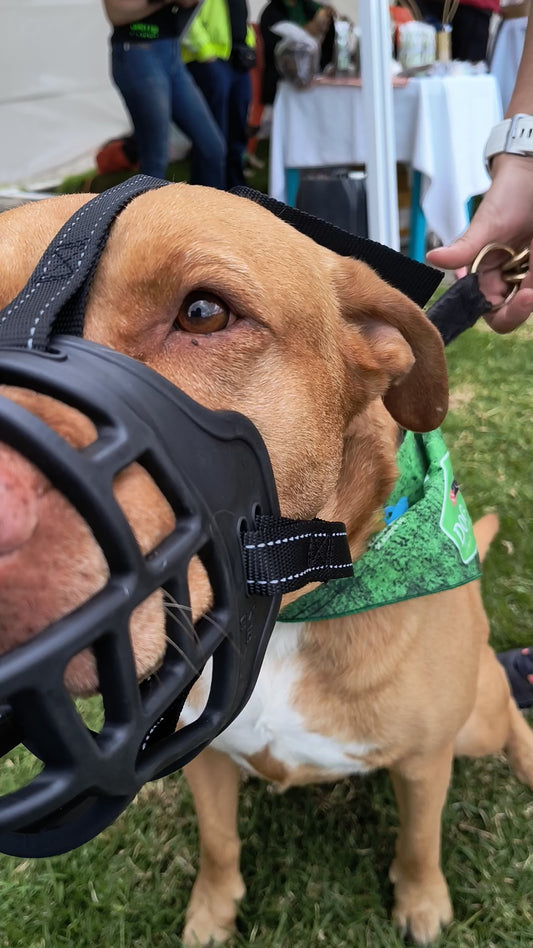 Bozal Para Perro En Caucho